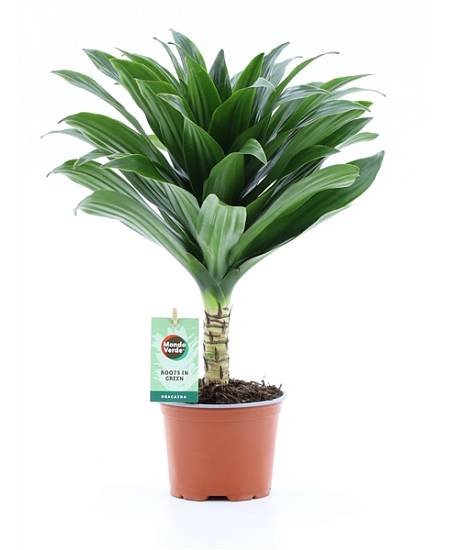Dracaena Janet Craig