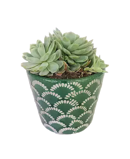 Echeveria Derenbergii