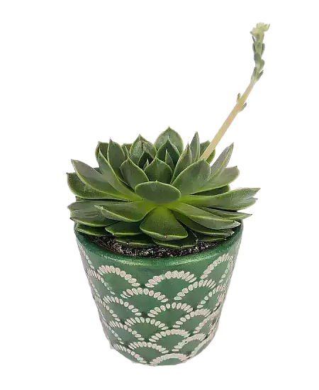 Echeveria Ramillete