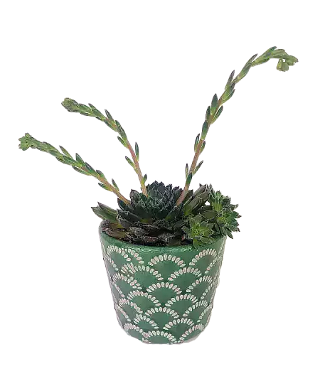 Echeveria setosa var. ciliata
