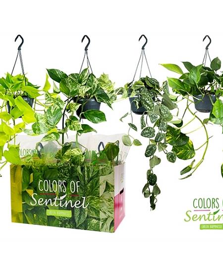 Epipremnum pinnatum hang mix