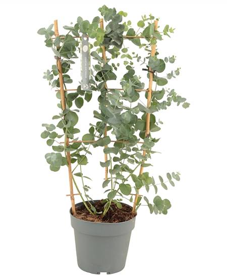 Eucalyptus Cinerea Silver Dollar