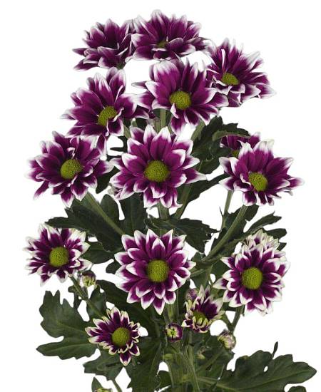 Fialová Chryzantéma trsová