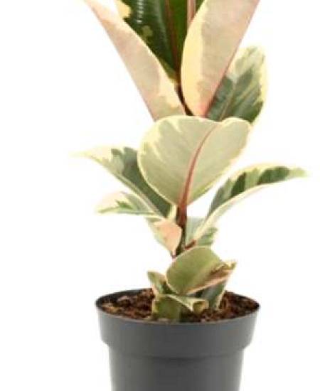 Ficus Elastica Tineke