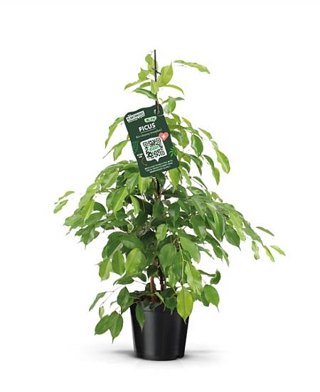 Ficus benjamina Exotica