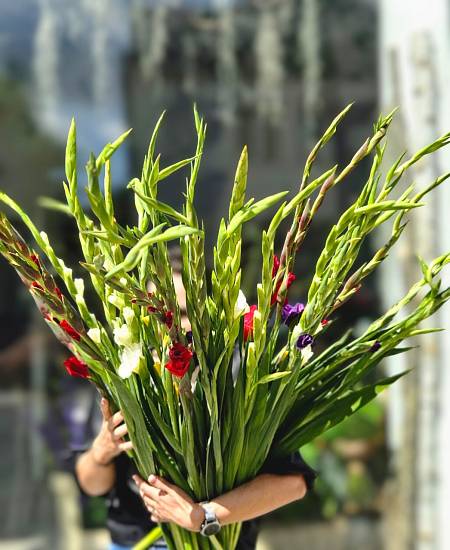 Gladioli flower