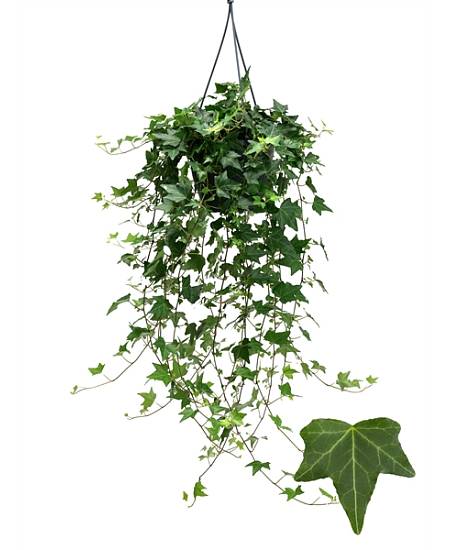 Hedera Helix Pittsburgh