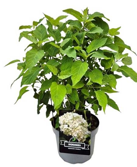 Hortenzie Latnatá XL