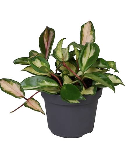 Hoya Carnosa Tricolor