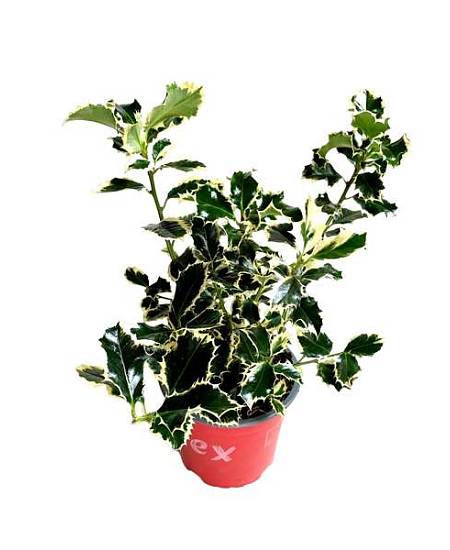 Ilex aquifolium