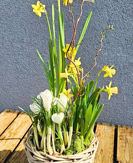 Jarní sázený Narcis