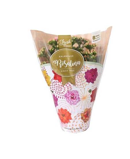 Kalanchoe Calandiva Royale