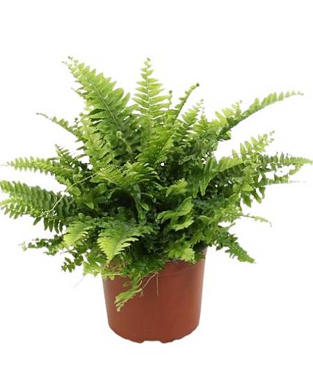 Ledviník (Nephrolepis)