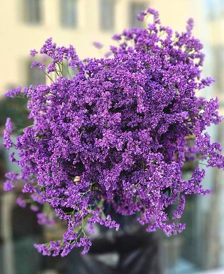 Limonium