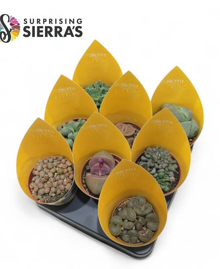 Lithops Mix