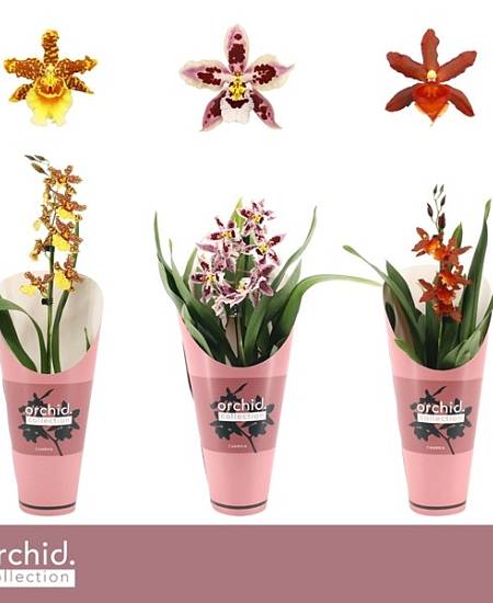 Mini Cymbidium mix barev 12Ø
