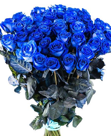 Modrá růže Velvet Blue