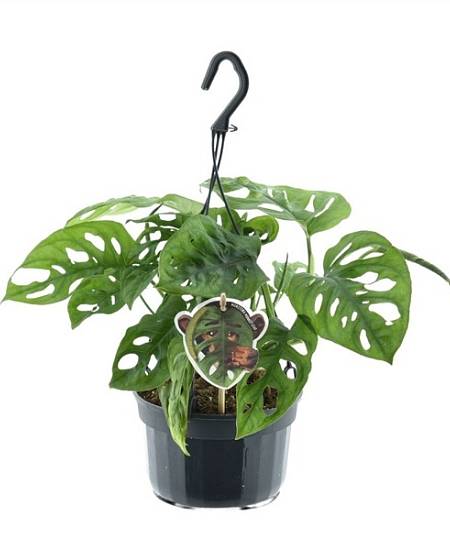 Monstera adansonii Monkey Leaf