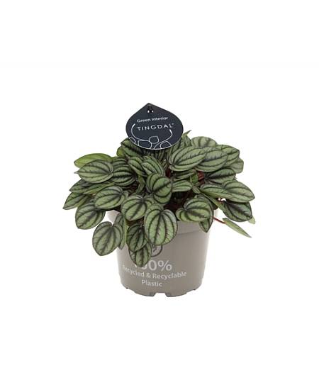 Peperomia albovittata Piccolo Banda