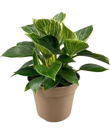 Philodendron Birkin