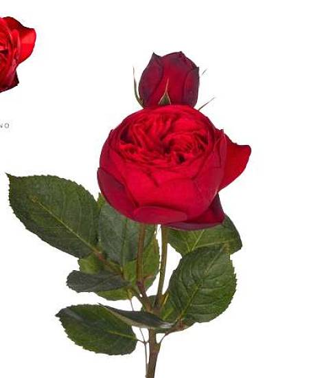 Pivoňkové růže Red Piano