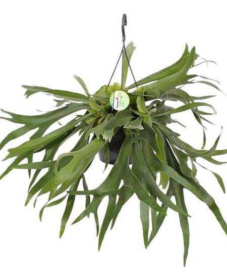 Platycerium Bifurcatum