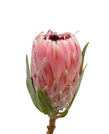 Protea Silvia