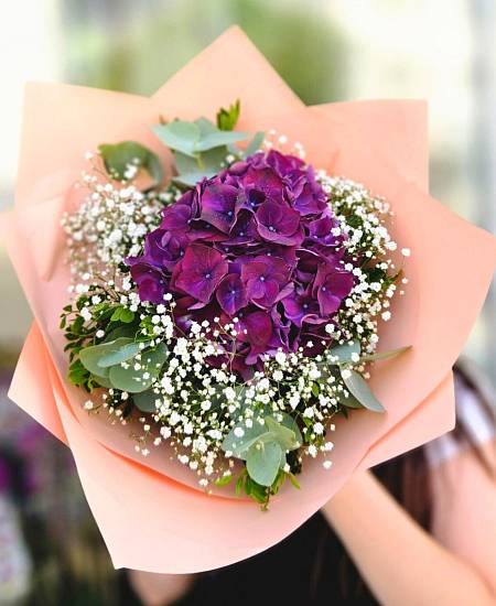 Purpurová Hortenzie