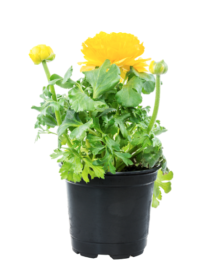 Ranunculus v květináči