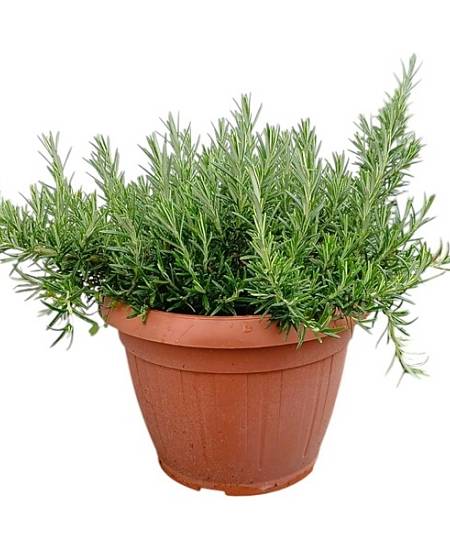 Rozmarýn XL převislý