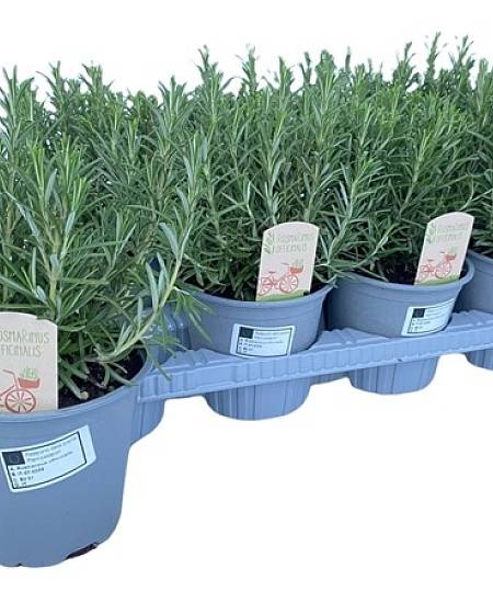 Rozmarýn lékařský