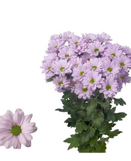 Růžová Chryzantéma