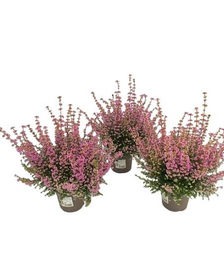 Růžový vřes Erica gracilis