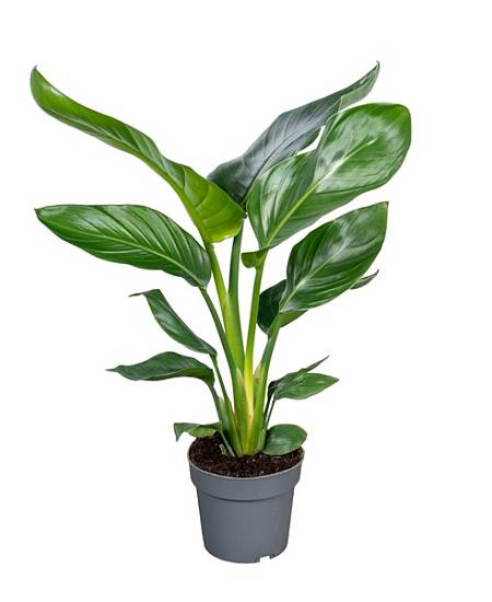 Strelitzia Nicolai 14Ø 45cm