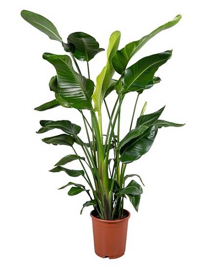 Strelitzia Nicolai 24Ø – Monumentální tropický solitér