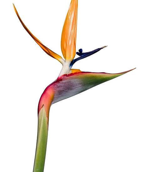 Strelitzia