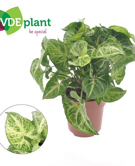 Syngonium Arrow