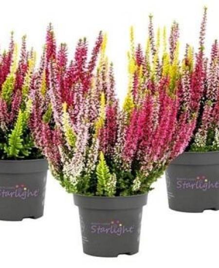 Vřes mix barev Starligh