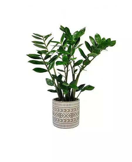 Zamioculcas v květináči