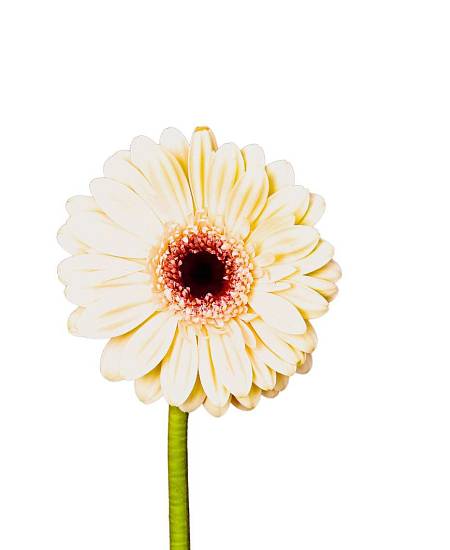 Bílá Gerbera