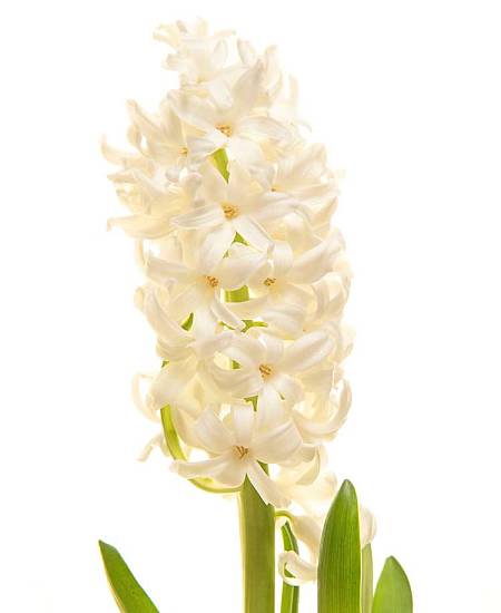 Bílý Hyacint