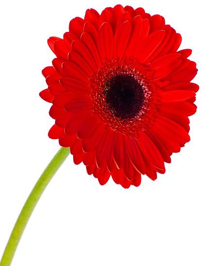 Červená Gerbera