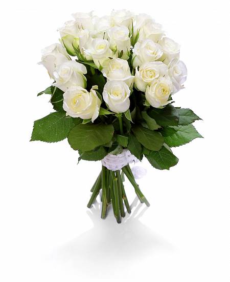 Bílé růže Něžnost (Avalanche)