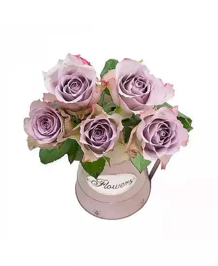 Růže fialová medium