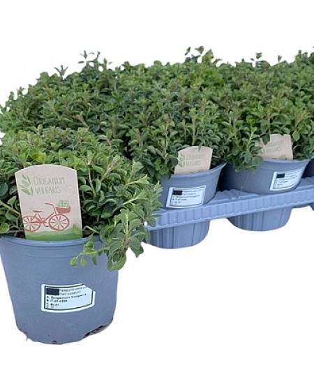 Oregáno - Dobromysl