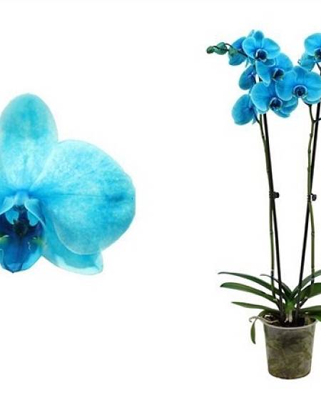 Phalaenopsis Royal Ocean Blue (70 cm)
