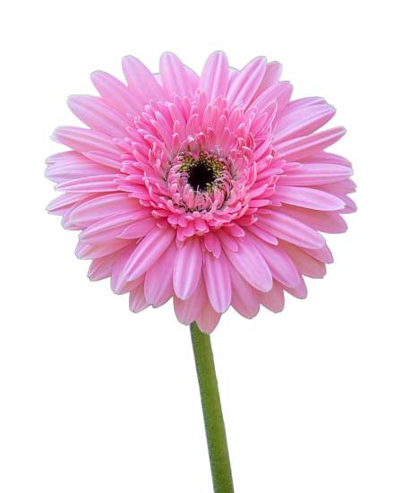 Růžová Gerbera