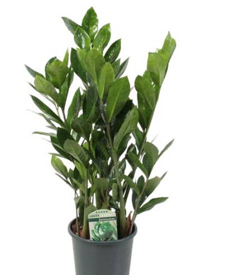Zamioculcas