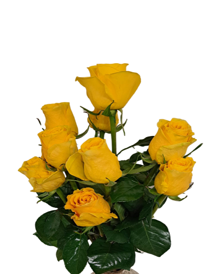 Žluté růže Rosa Brighton