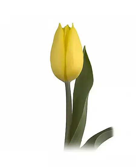 Tulipán Gold